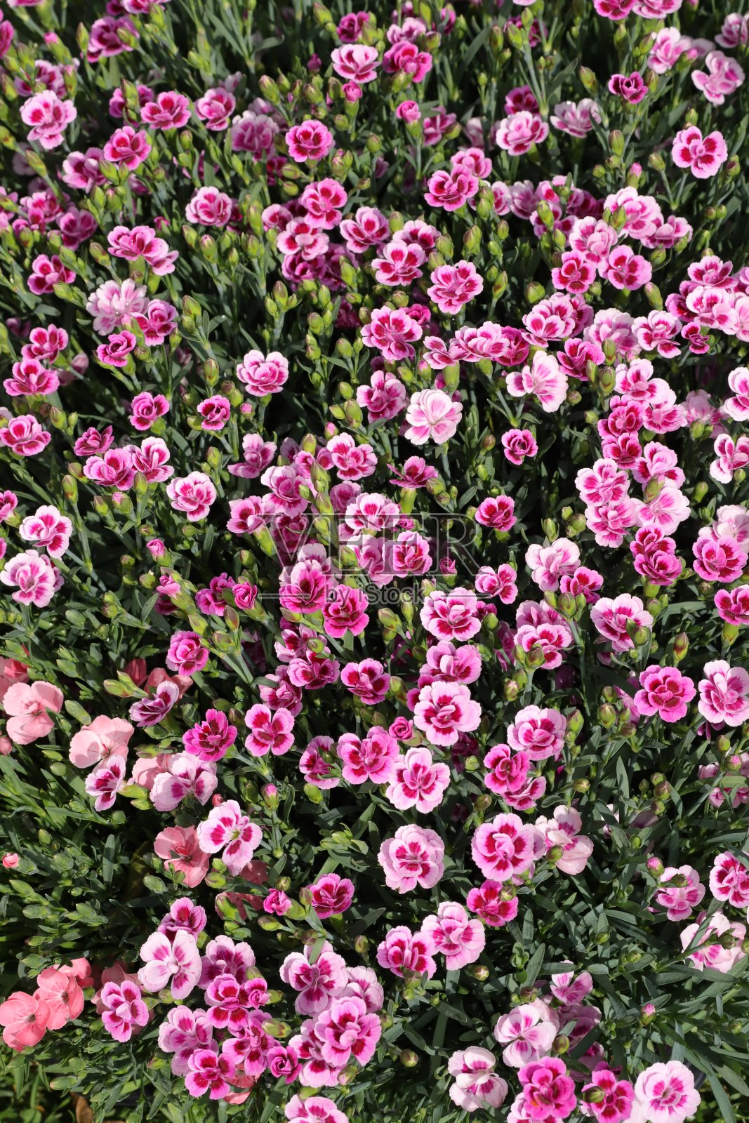 春天的康乃馨照片摄影图片