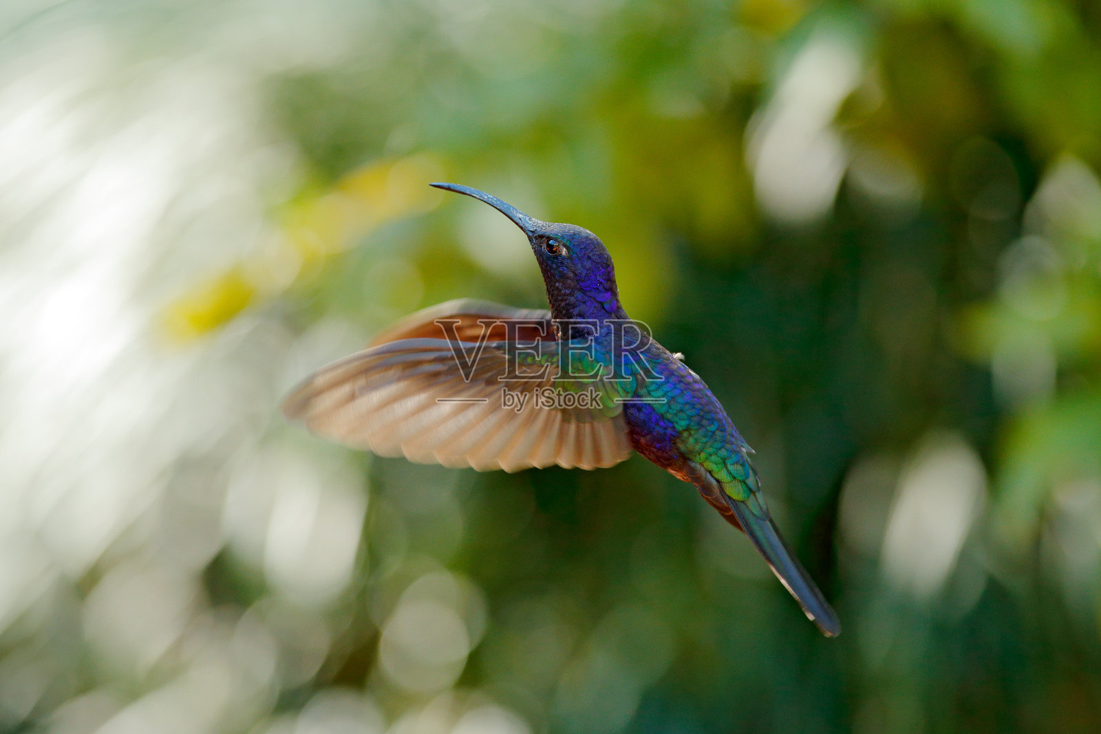 巨大的蓝色蜂鸟紫剑翼飞行旁边美丽的红花与清晰的绿色森林自然背景。小鸟在丛林里飞翔。热带哥斯达黎加的野生动物。照片摄影图片