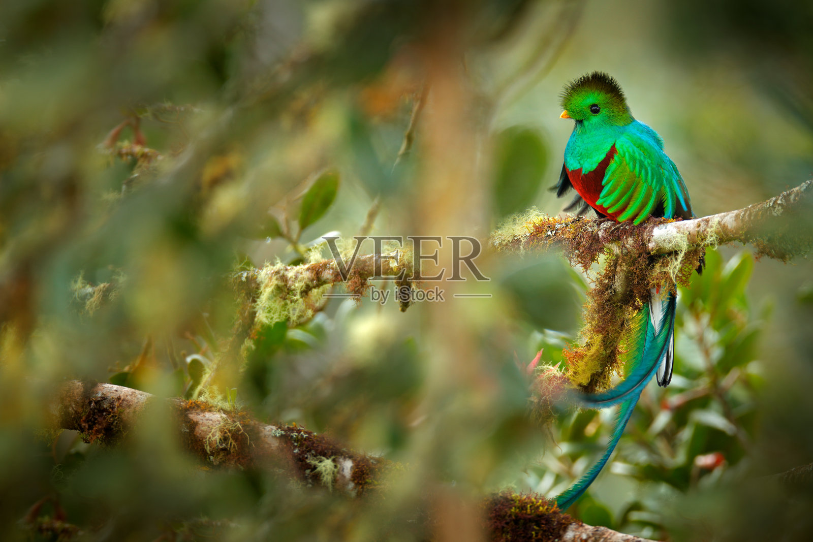 壮丽的格扎尔,萨维格雷在哥斯达黎加与绿色的森林背景。华丽神圣的绿鸟和红鸟。细节肖像美丽的热带动物。长尾巴的鸟。照片摄影图片