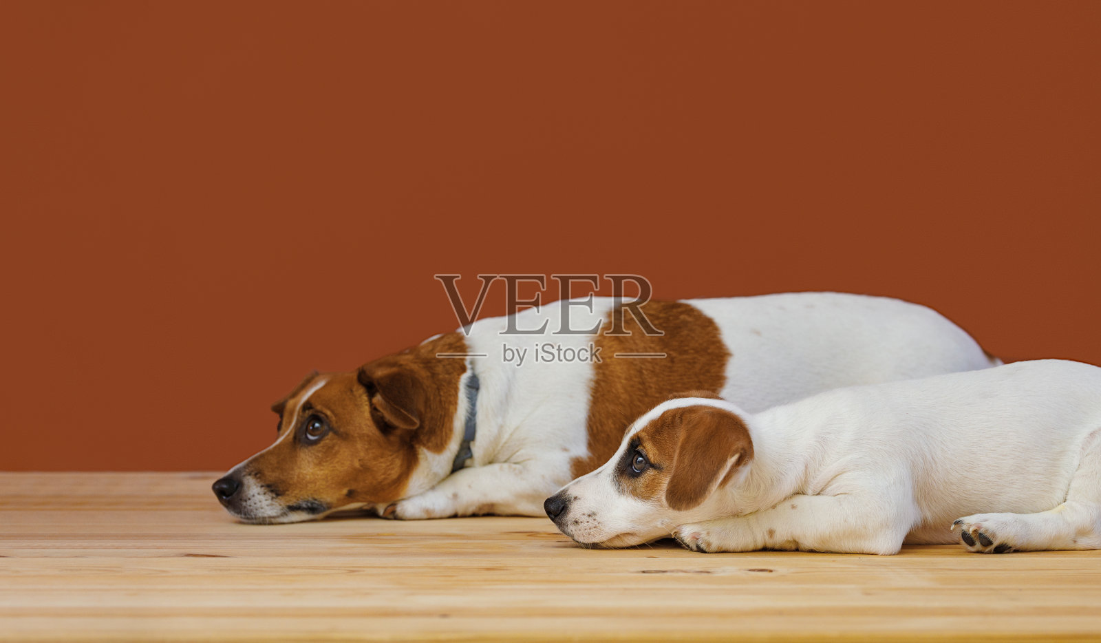 可爱的妈妈和她的小狗杰克罗素梗在工作室拍摄。照片摄影图片