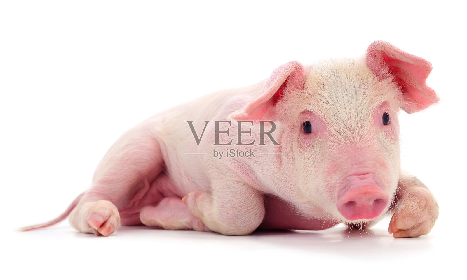 小粉红猪被隔离。照片摄影图片