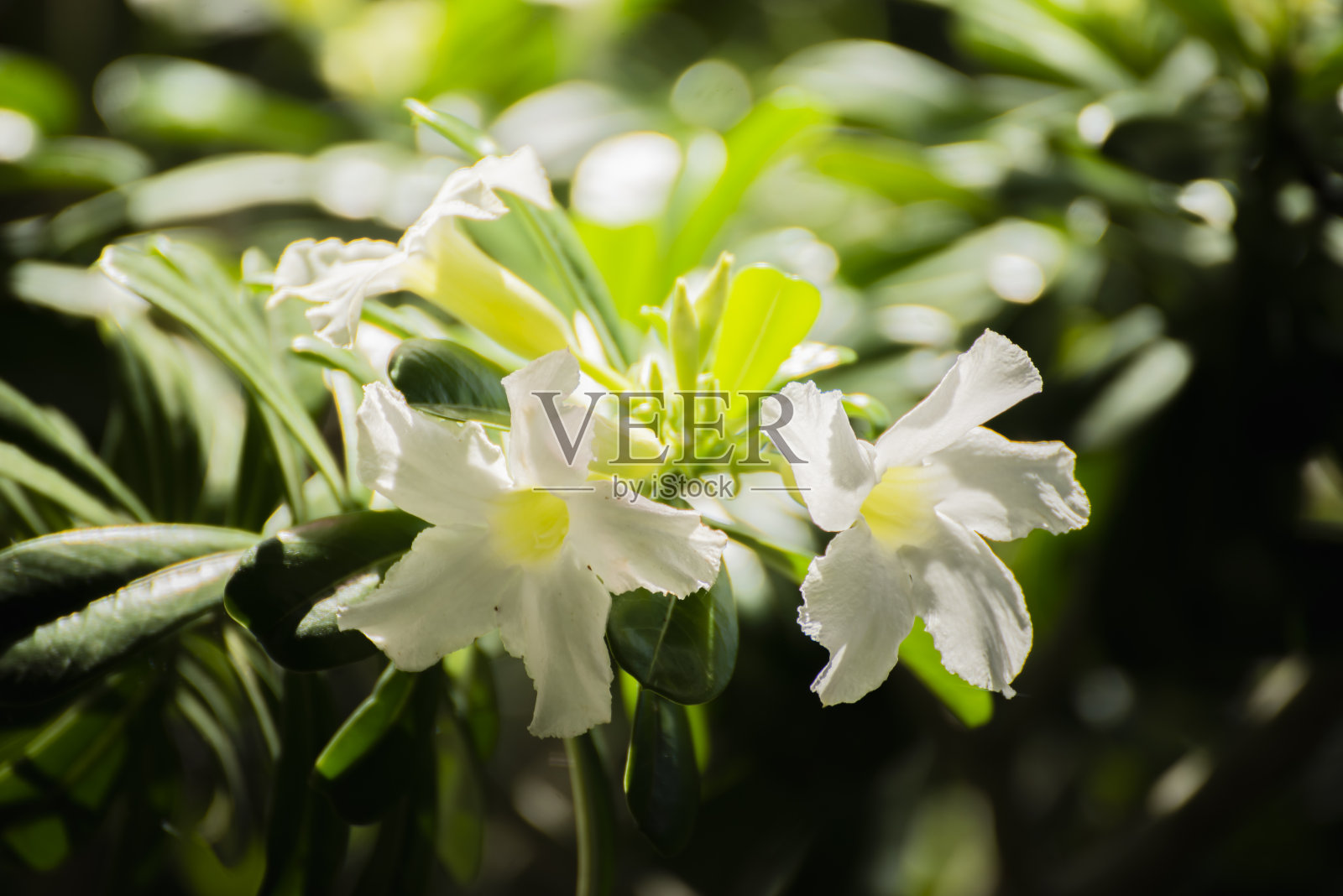 植物区系照片摄影图片