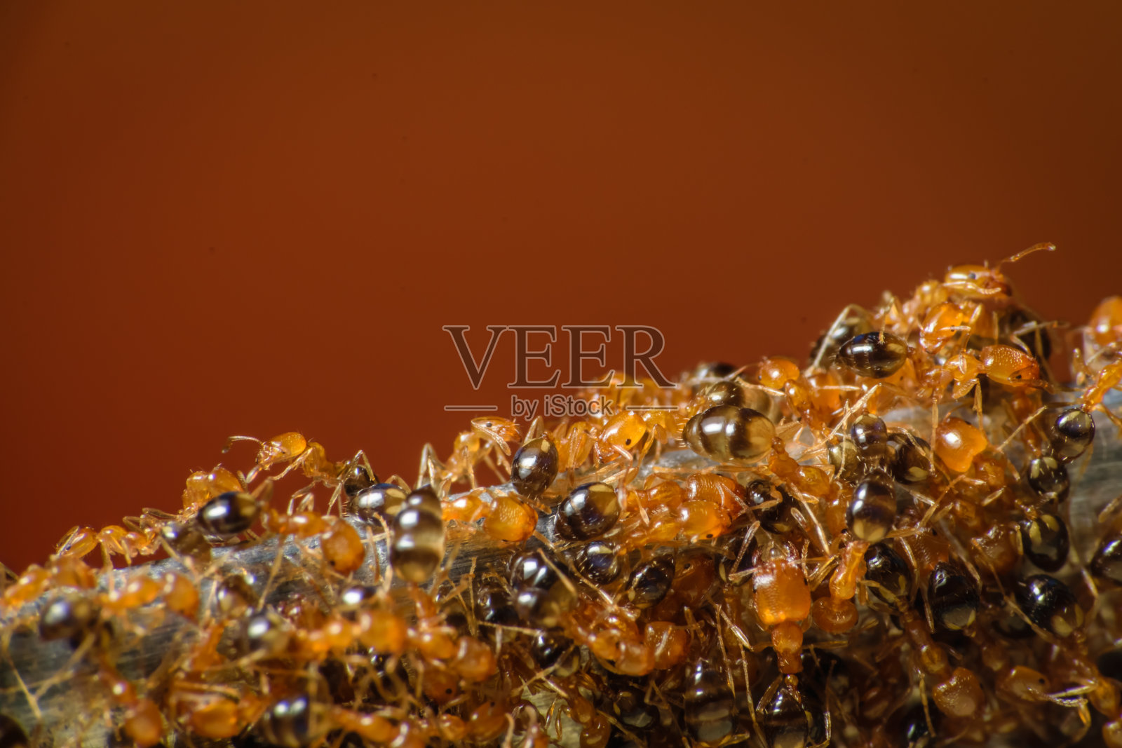 一群法老蚁四处觅食照片摄影图片