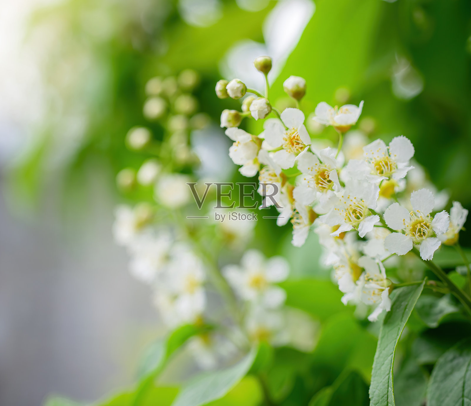 在白色的花中开花的鸟樱桃的树枝照片摄影图片