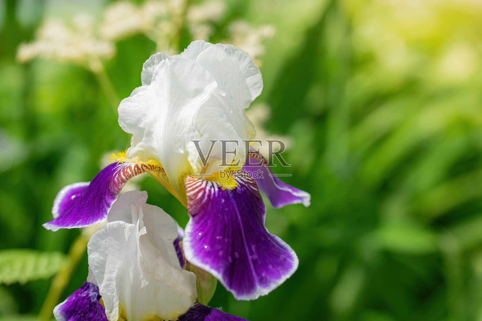 夏日户外盛开的紫色鸢尾花照片摄影图片