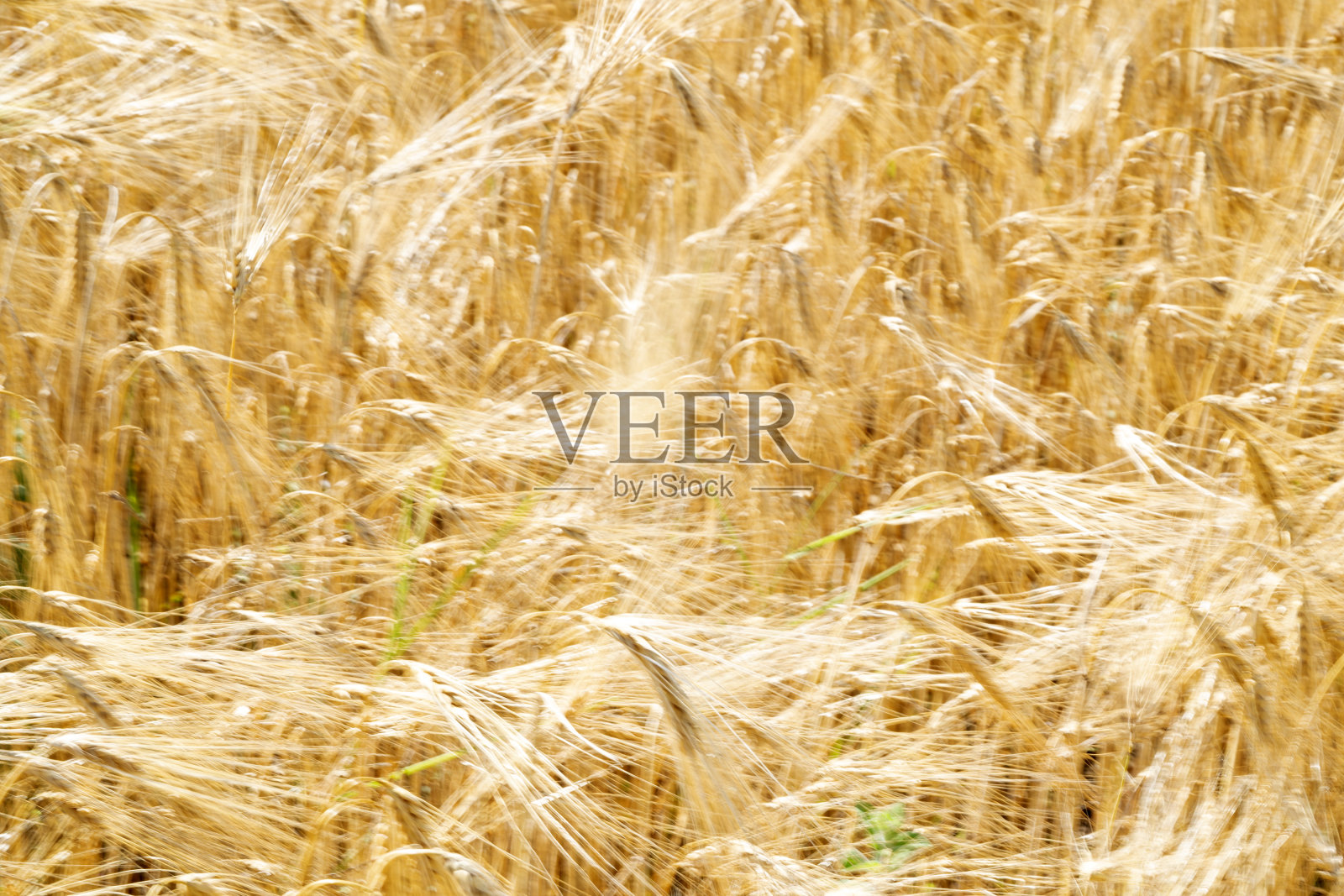 绿色的麦穗田被风移动照片摄影图片