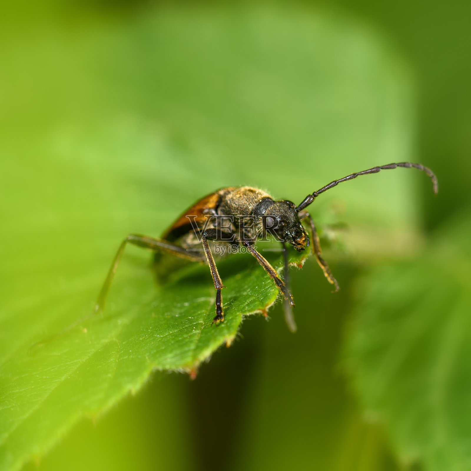 绿叶上的触须甲虫照片摄影图片