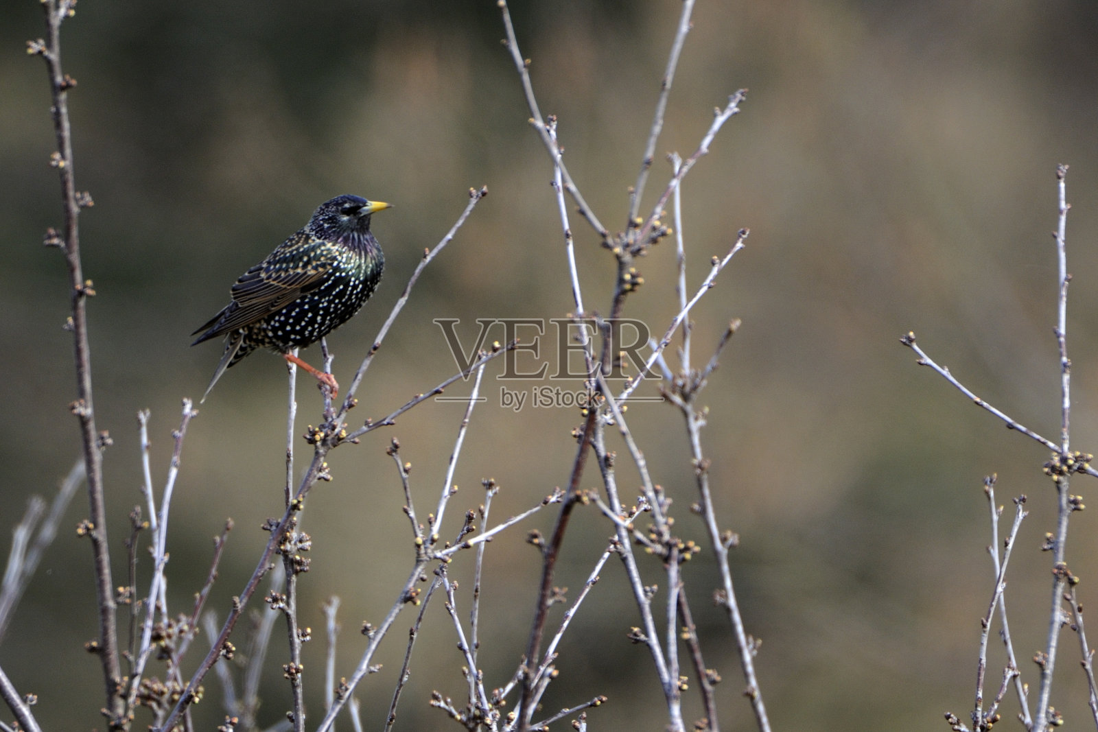 常见的燕八哥照片摄影图片