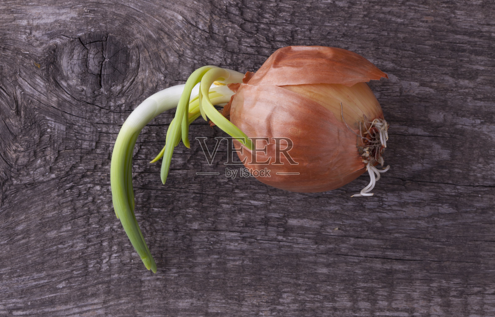 洋葱发芽照片摄影图片