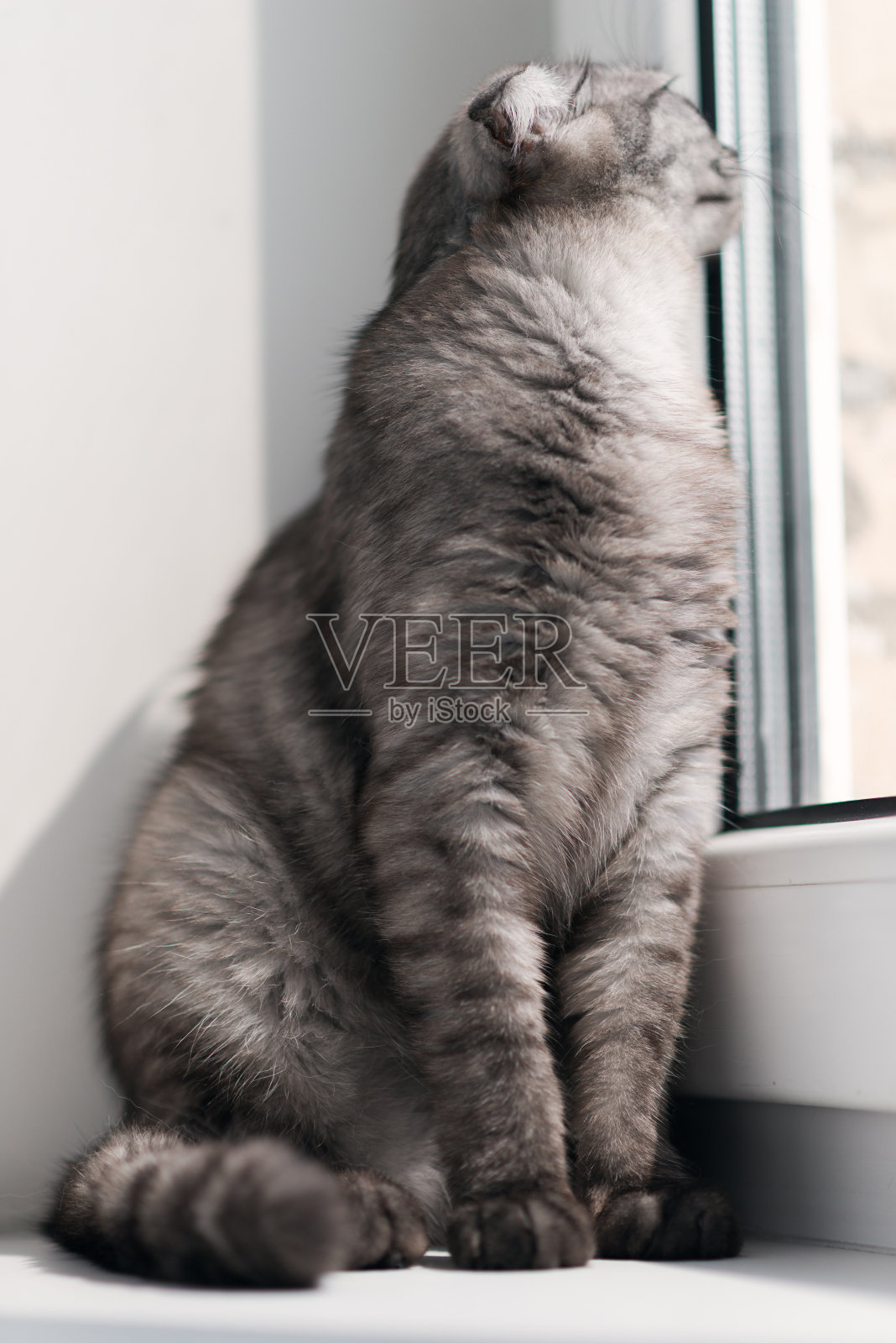 一只灰色的猫站在白色的窗台上晒太阳照片摄影图片