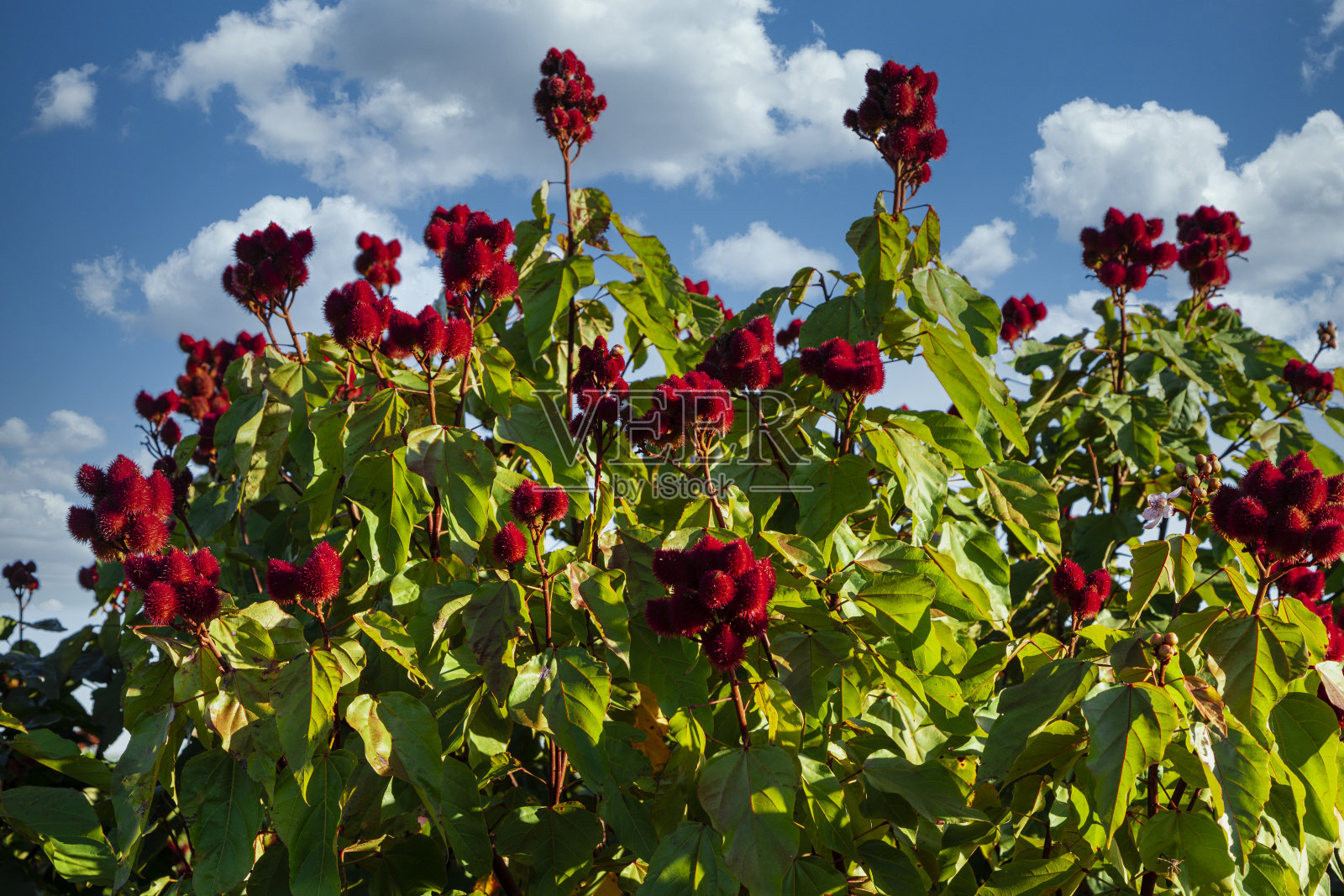 美丽的红木种植园在一个晴朗的日子与云彩在蓝天照片摄影图片