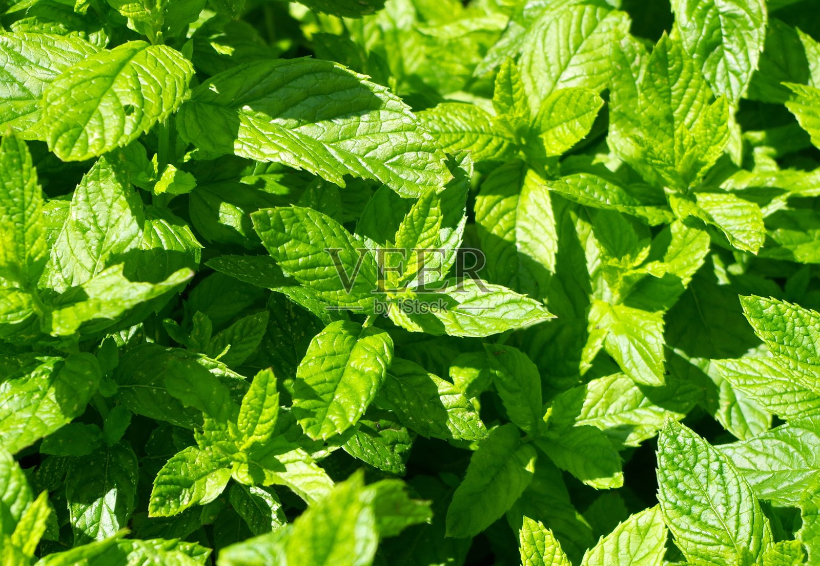 越来越多的薄荷照片摄影图片