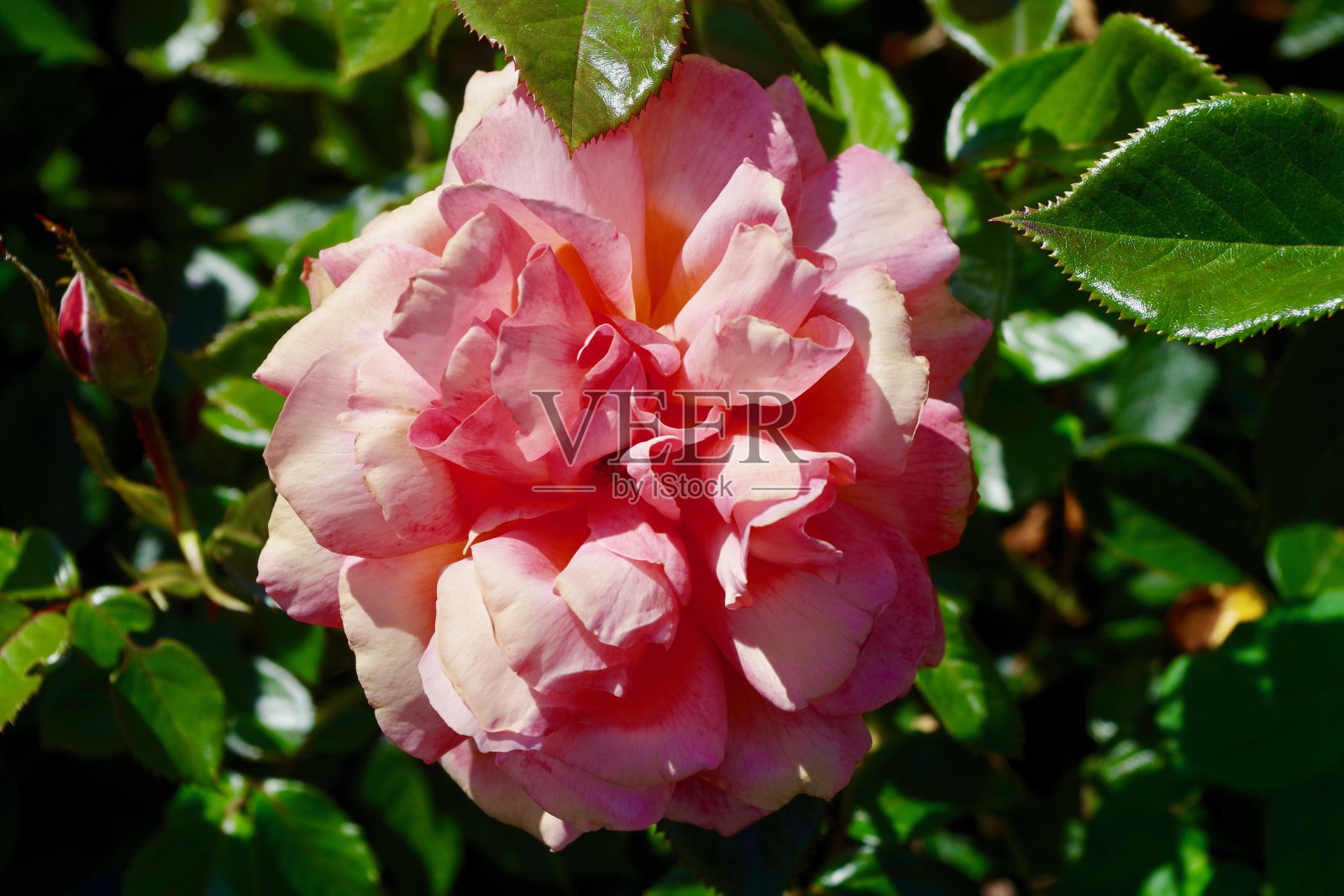 粉红橙玫瑰照片摄影图片