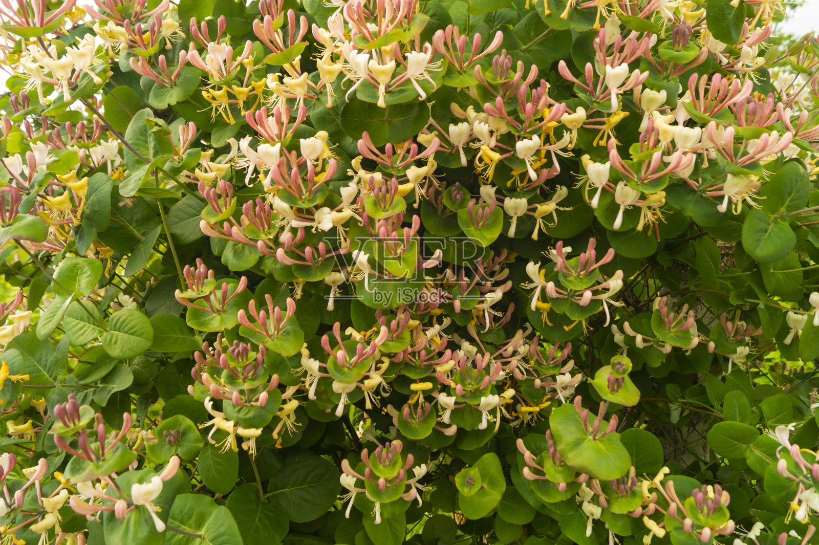 太阳日花园里的金银花开花。照片摄影图片