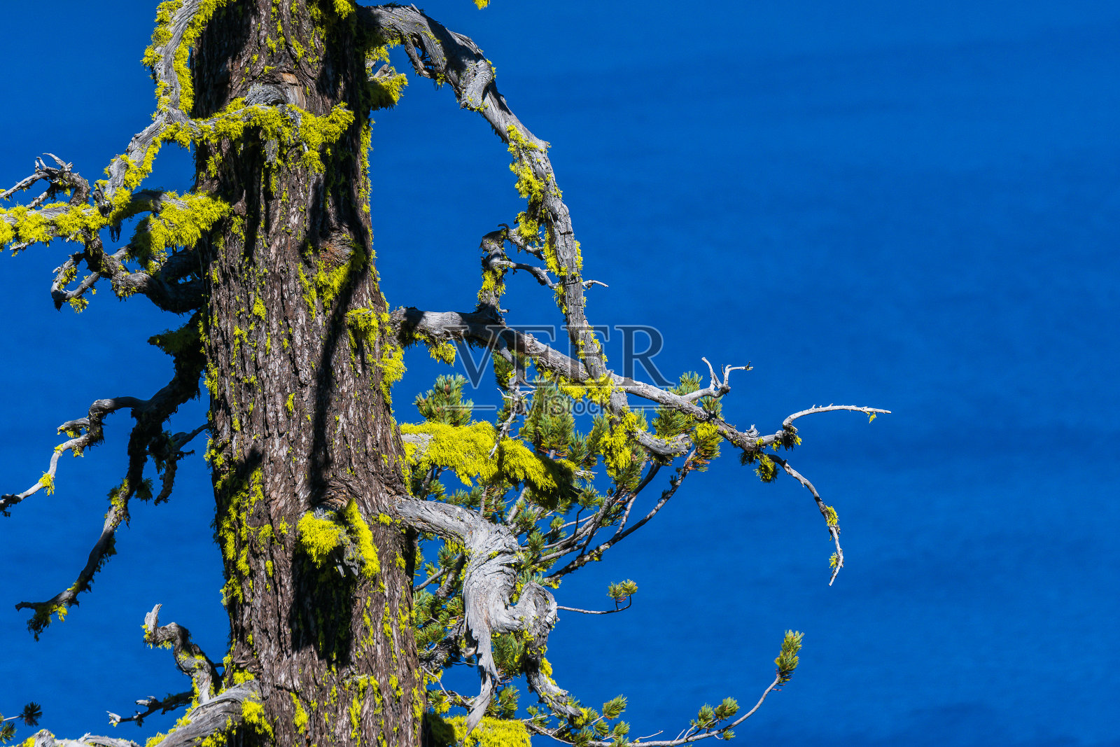 树与苔藓和蓝色的湖背景。照片摄影图片