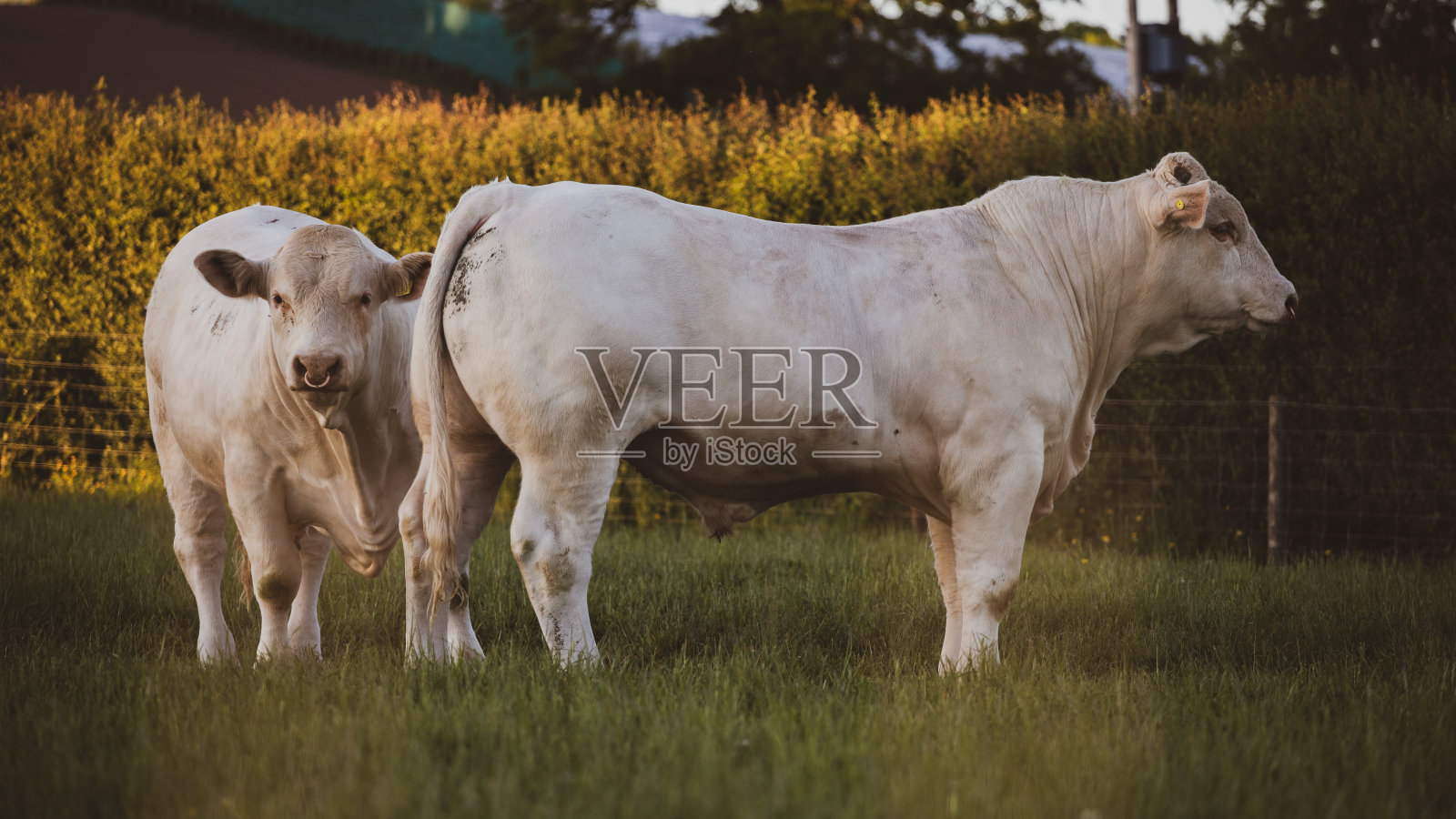 Charolais牛品种。肌肉发达的白公牛。照片摄影图片