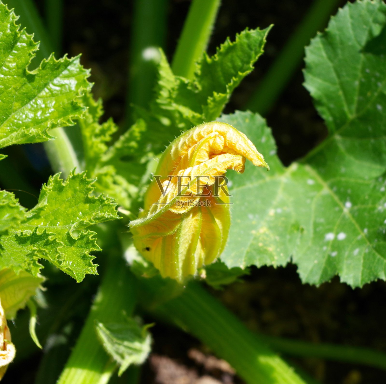 长着小胡瓜,开着小胡瓜花照片摄影图片