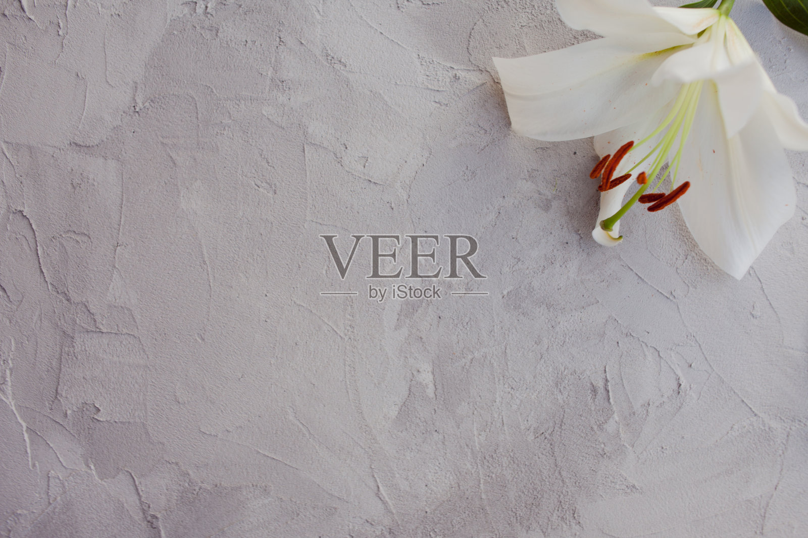 时尚的极简设计与白色百合在灰色背景纹理的水泥。照片摄影图片