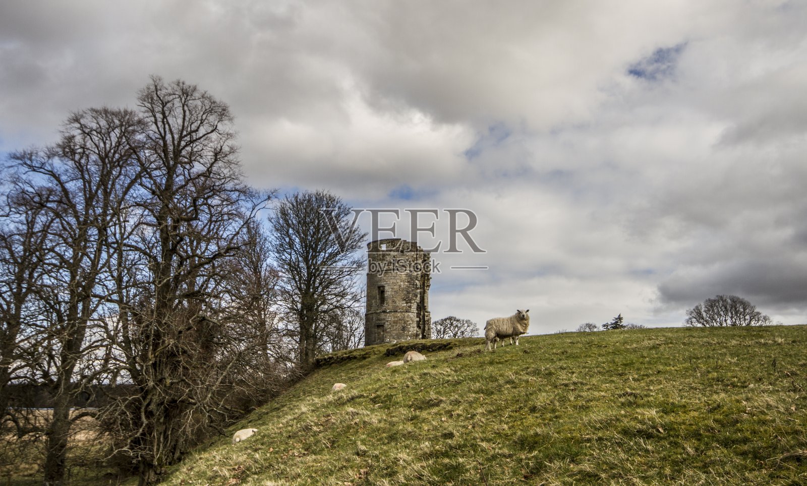绵羊和废墟:道格拉斯城堡废墟:苏格兰边境。照片摄影图片