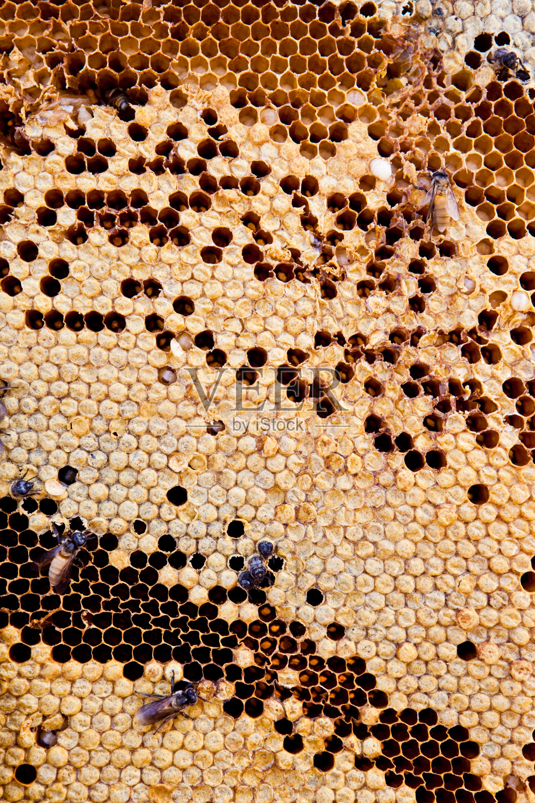 蜂窝的特写。照片摄影图片