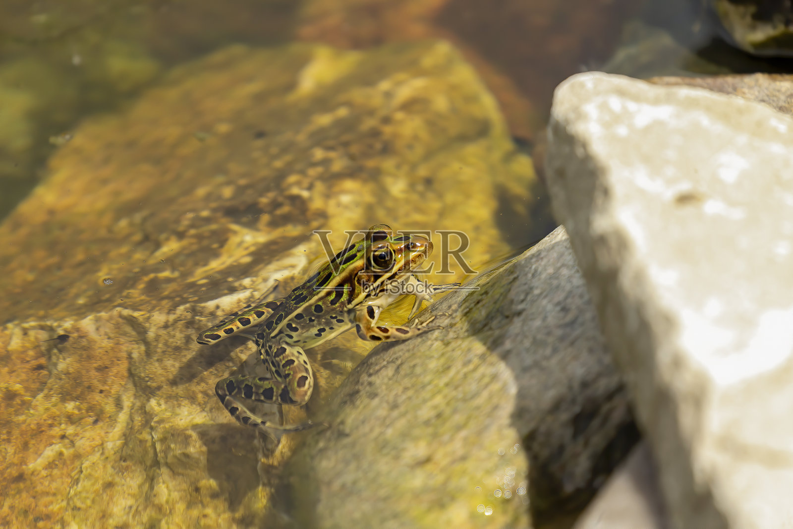 北方豹蛙,美国本土动物照片摄影图片