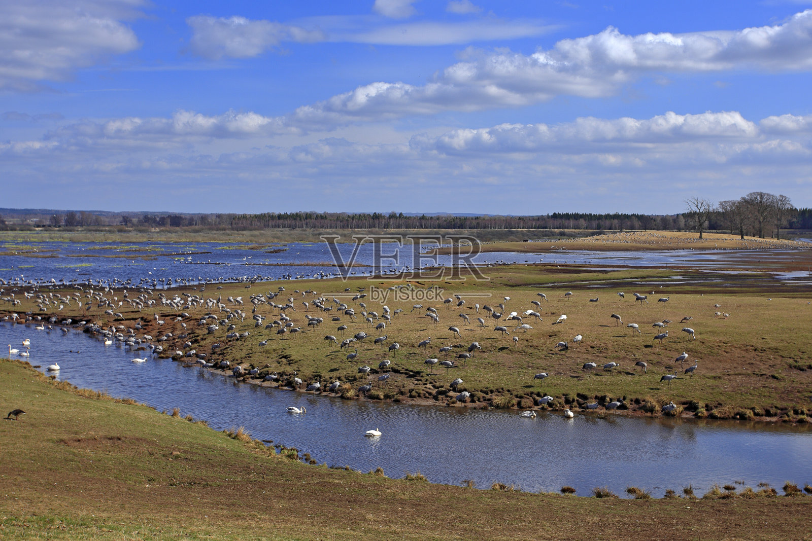 瑞典洪堡加湖的一种大鸟,是一种普通鹤。来自欧洲的野生动物。有长脖子的灰色鹤。照片摄影图片