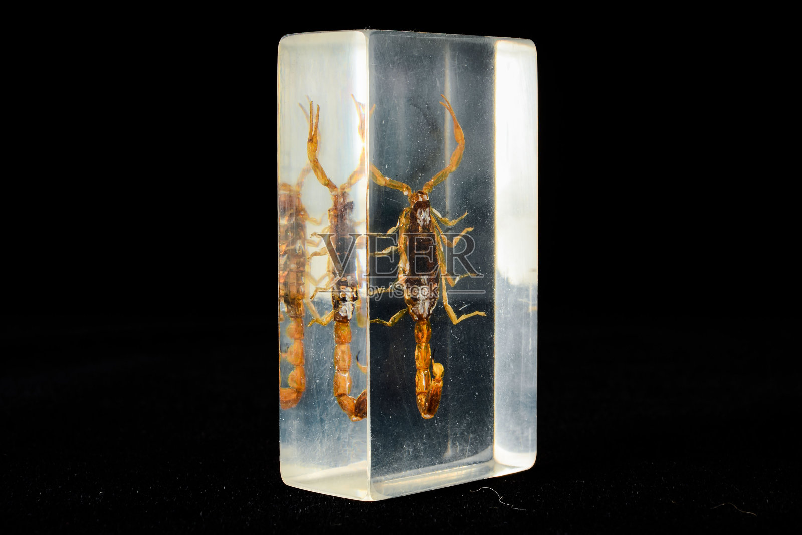 蝎子在玻璃照片摄影图片