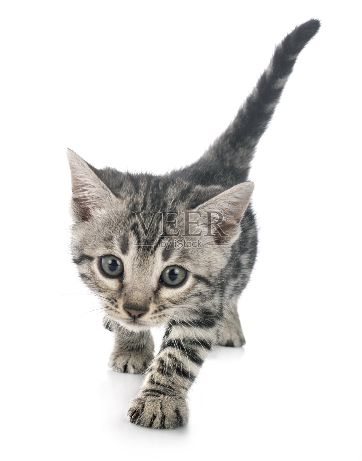 孟加拉猫照片摄影图片