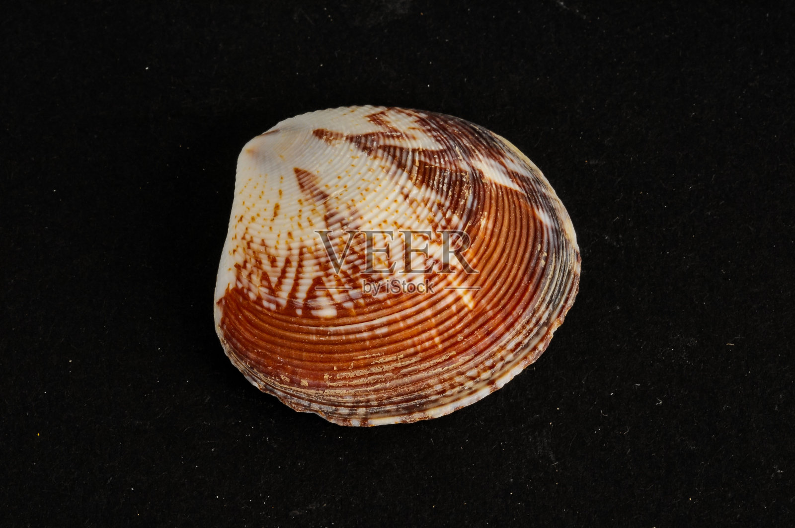 海贝背景纹理照片摄影图片