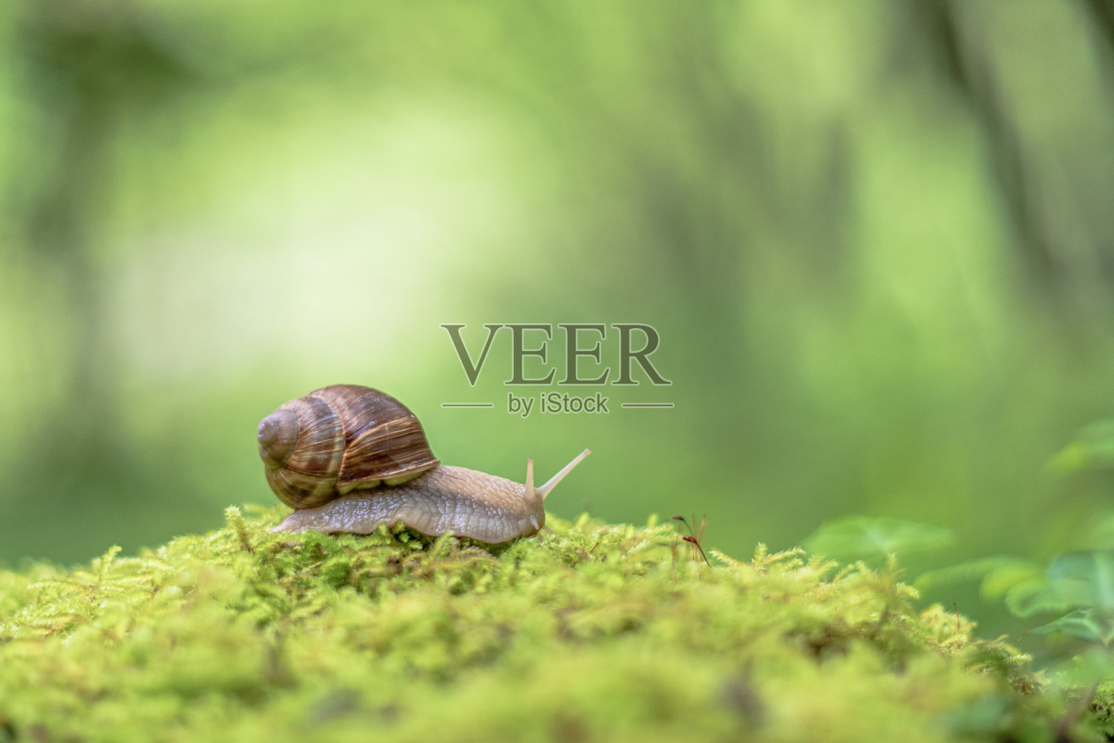 苔藓上的蜗牛照片摄影图片