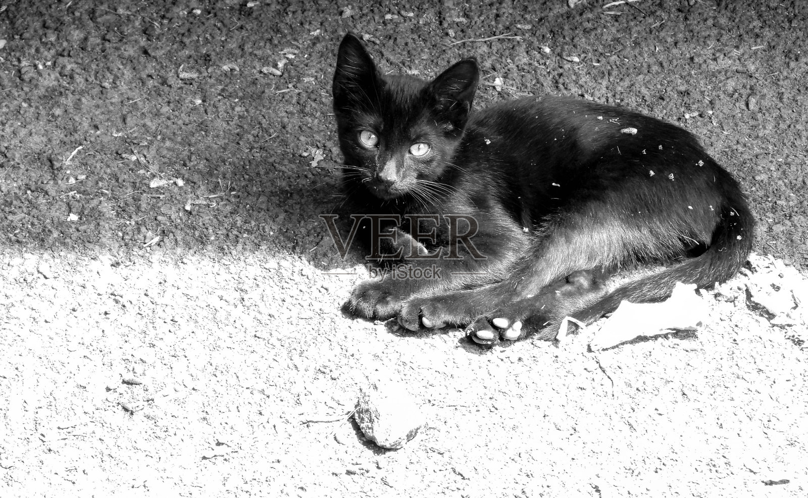 流浪猫历险记照片摄影图片