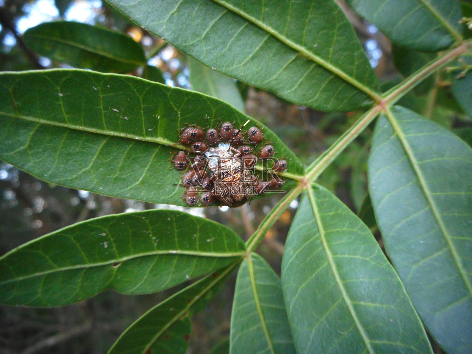 昆虫——臭虫照片摄影图片