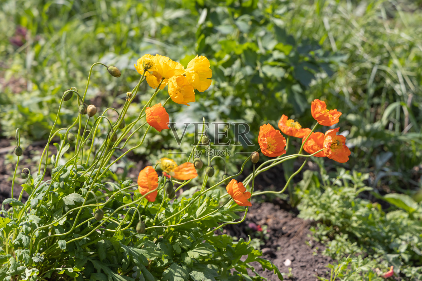 在夏天,一群黄色和橙色的罂粟花生长在绿色的树叶和草的背景上照片摄影图片