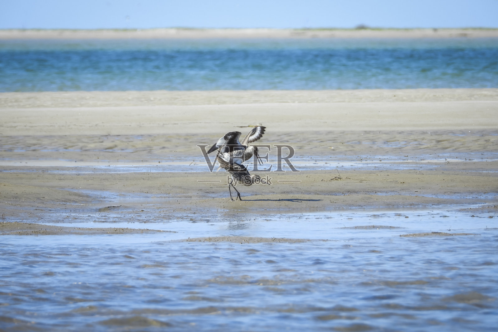 两只在海滩上交配的雄鹬照片摄影图片