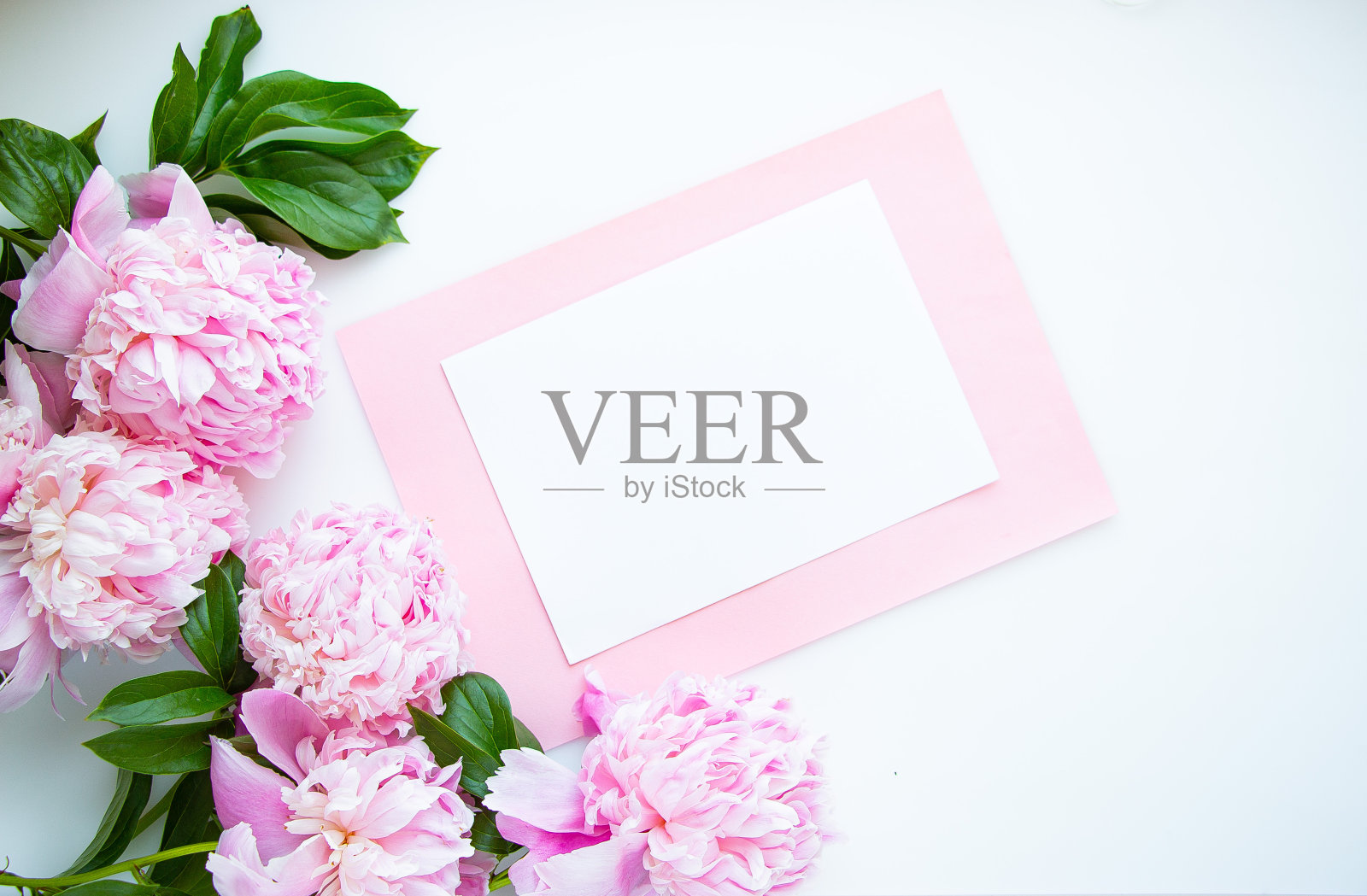 创意的粉红色牡丹花在白色的背景与纸卡文字布局。平面,极简主义和自然概念。照片摄影图片