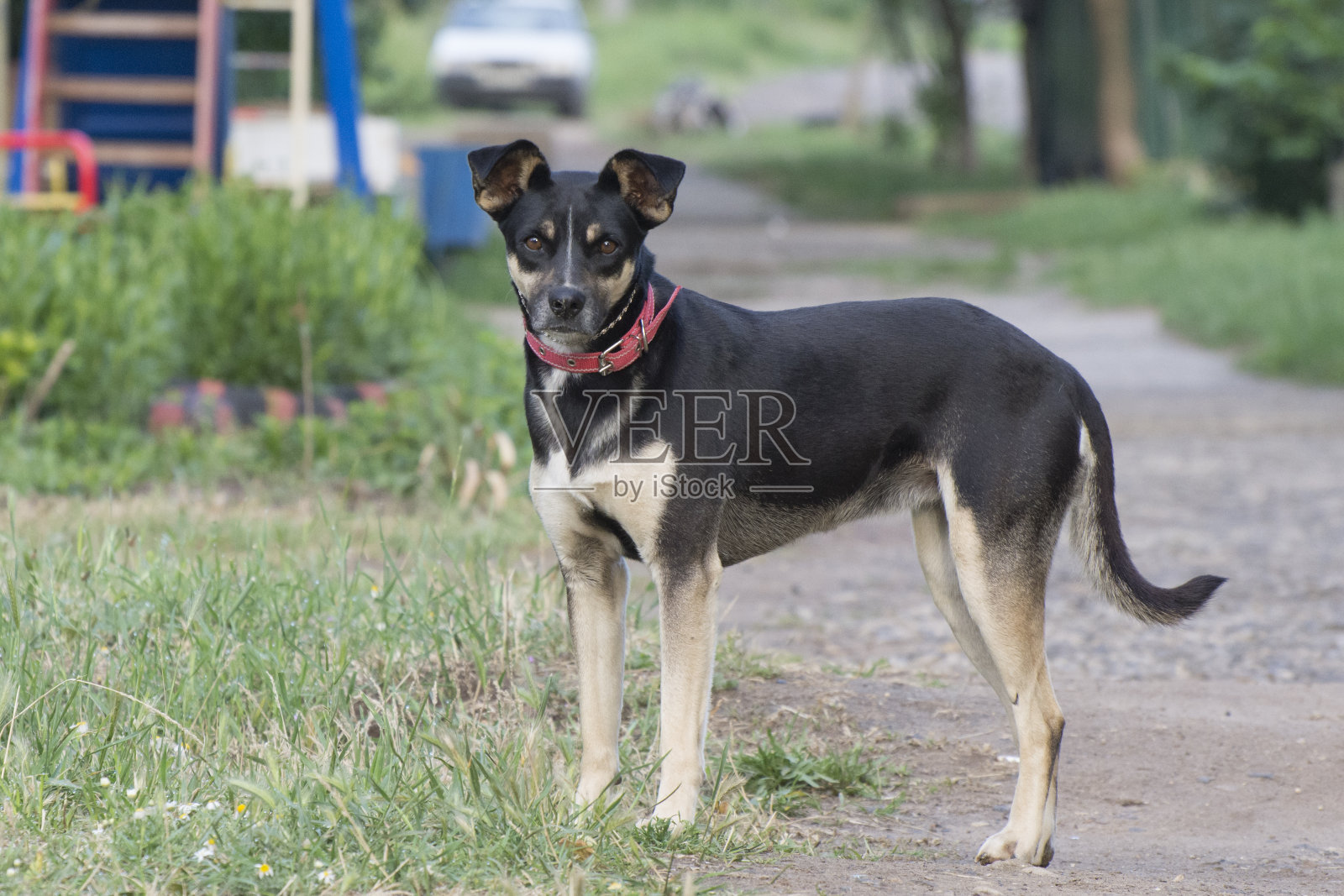 院子里有项圈的黑色狗。狗是人类的朋友。照片摄影图片