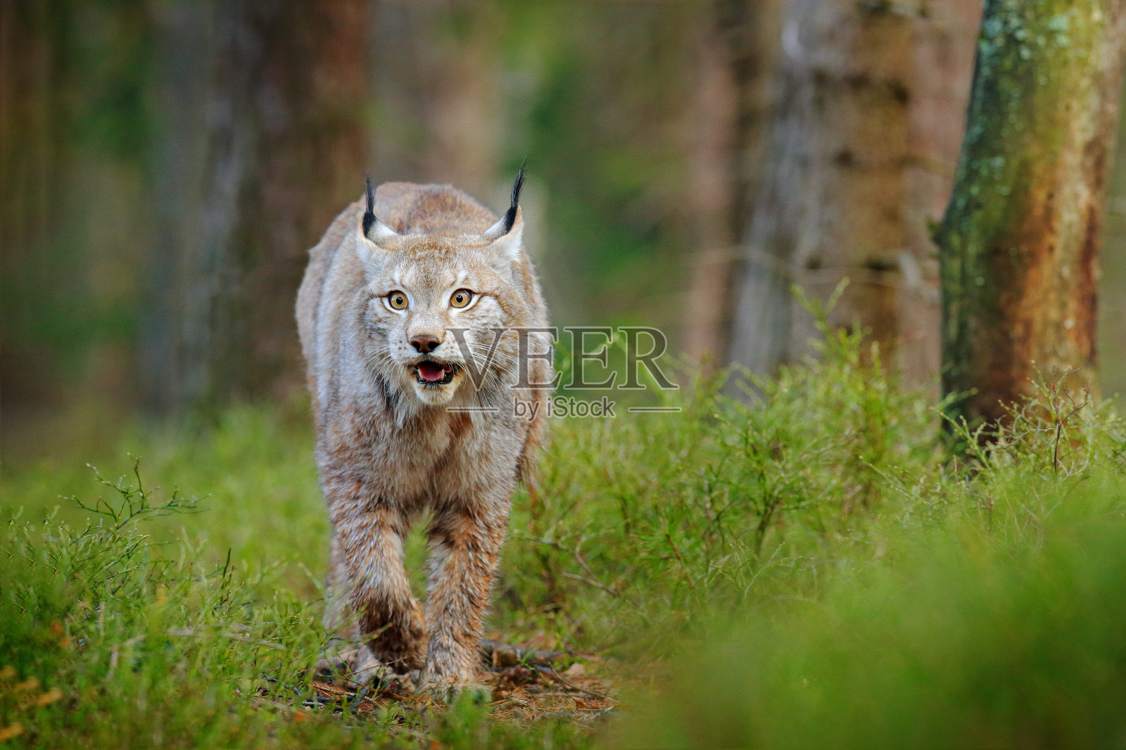 山猫在绿色的森林里。大自然的野生动物景象。行走的欧亚猞猁,栖息地的动物行为。德国野猫。树林间的野猫。在秋天的草地上捕猎肉食动物。照片摄影图片