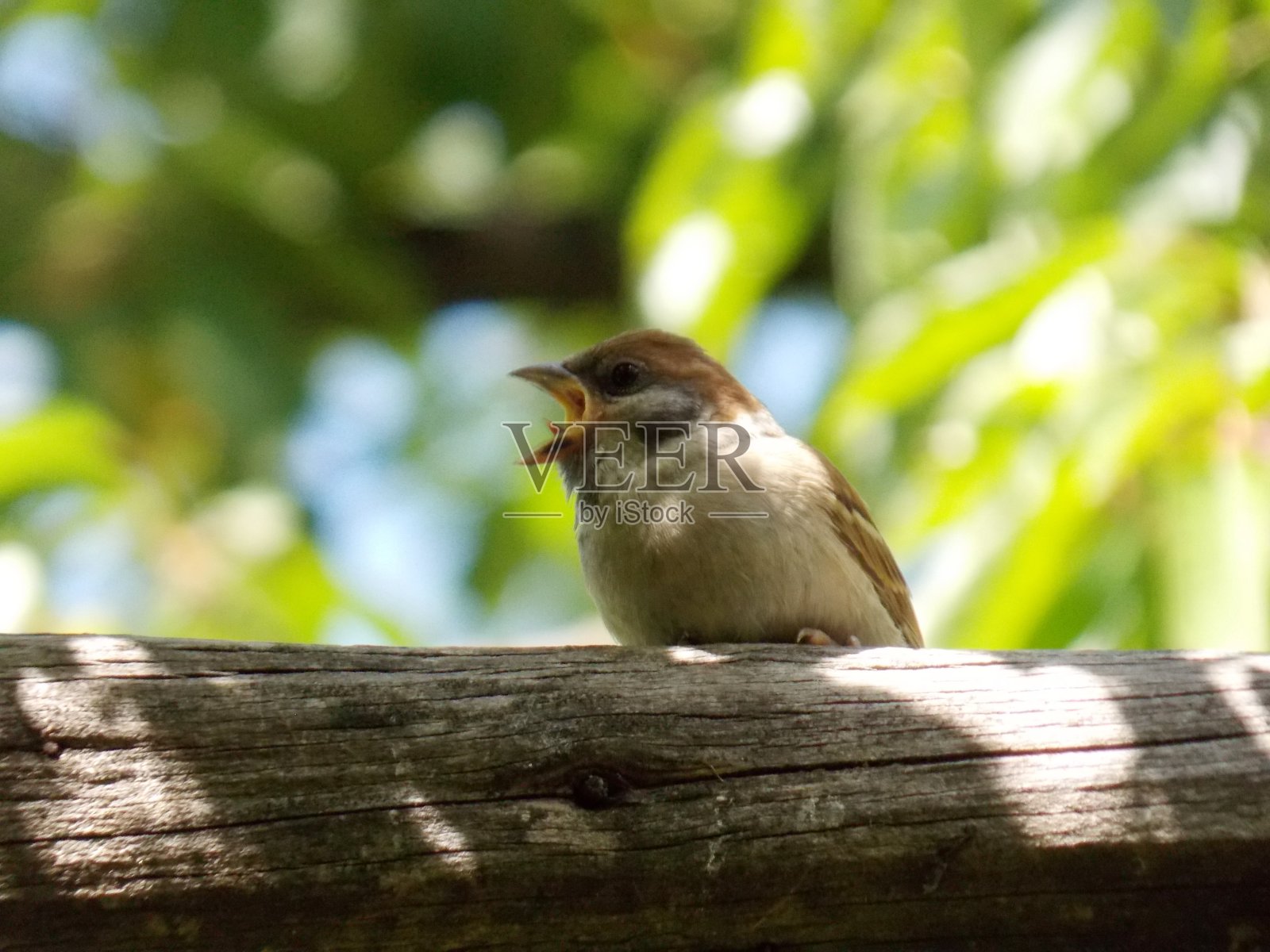 小麻雀张开了嘴照片摄影图片