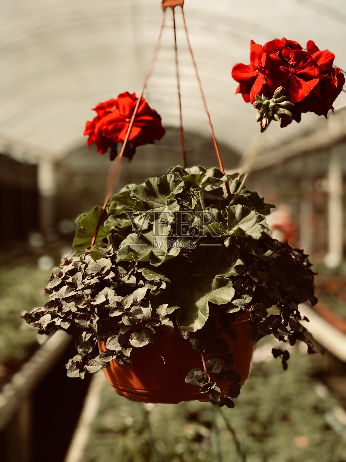 红花写真照片摄影图片