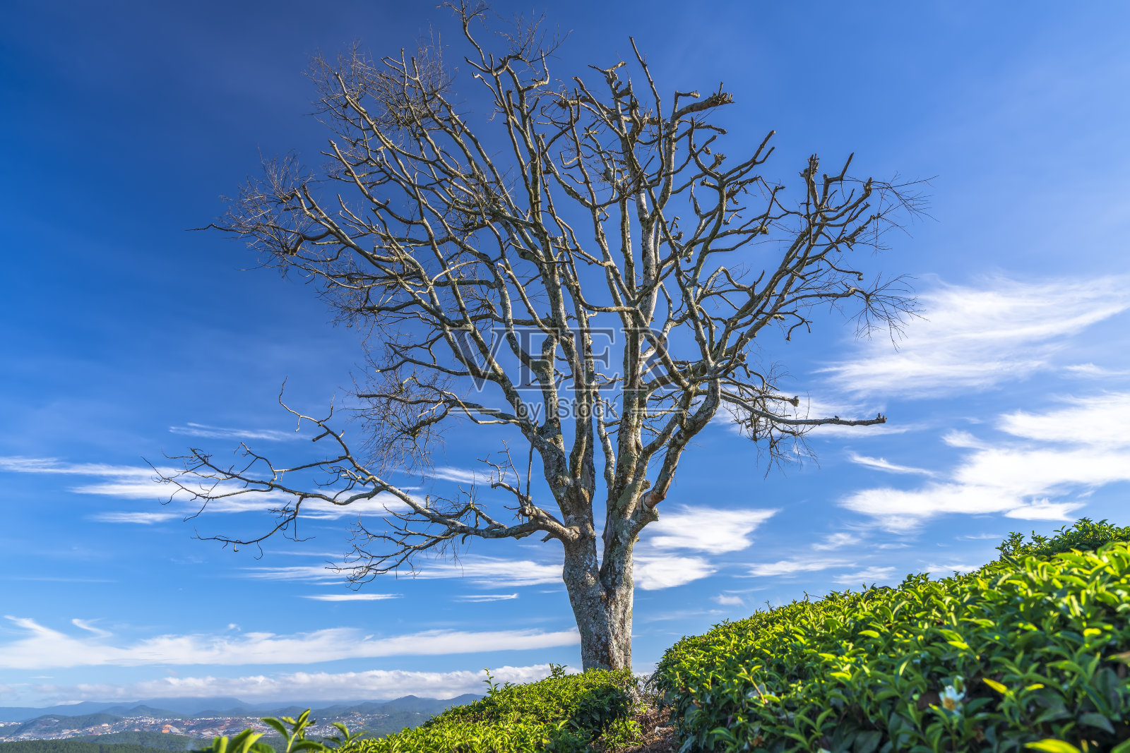 早晨在青山高地。照片摄影图片