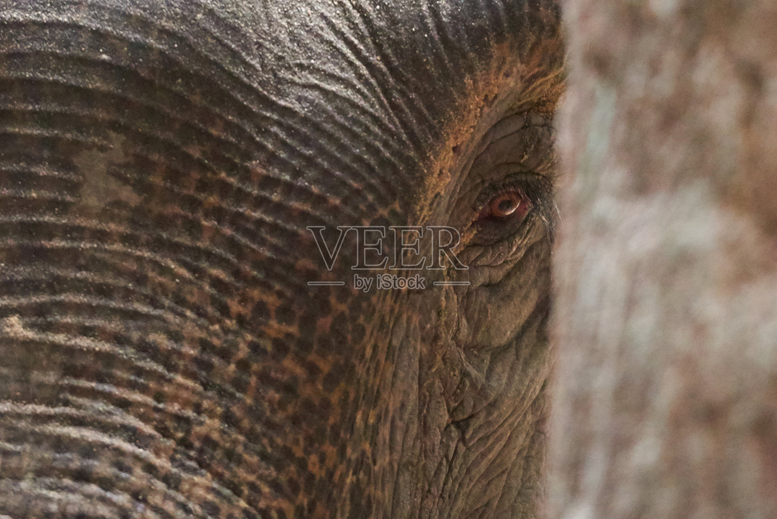 自然眼捕手照片摄影图片