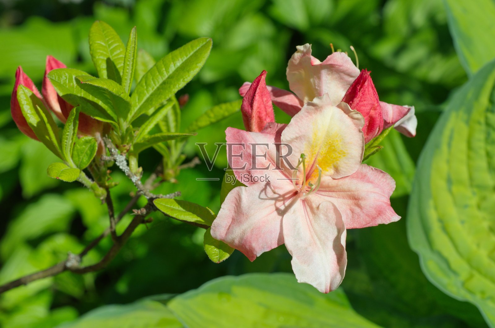 盛开的粉红色日本杜鹃花照片摄影图片