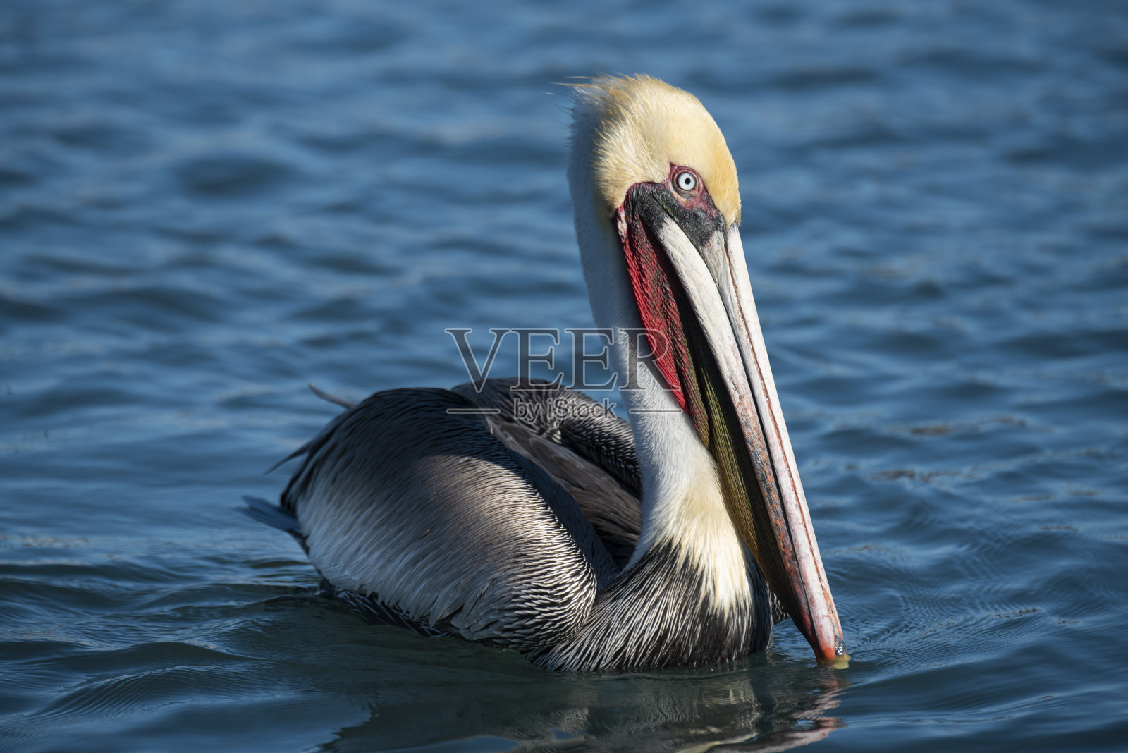 一只鹈鹕(pelenacus)在墨西哥下加利福尼亚洛雷托的码头上。照片摄影图片