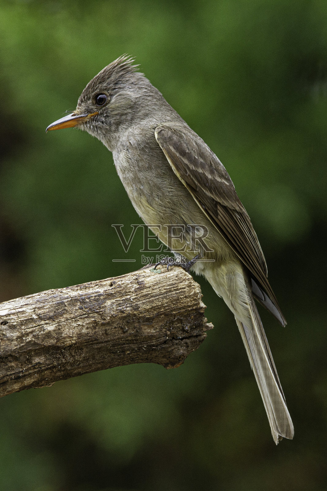 更大的小鸟捕蝇器照片摄影图片