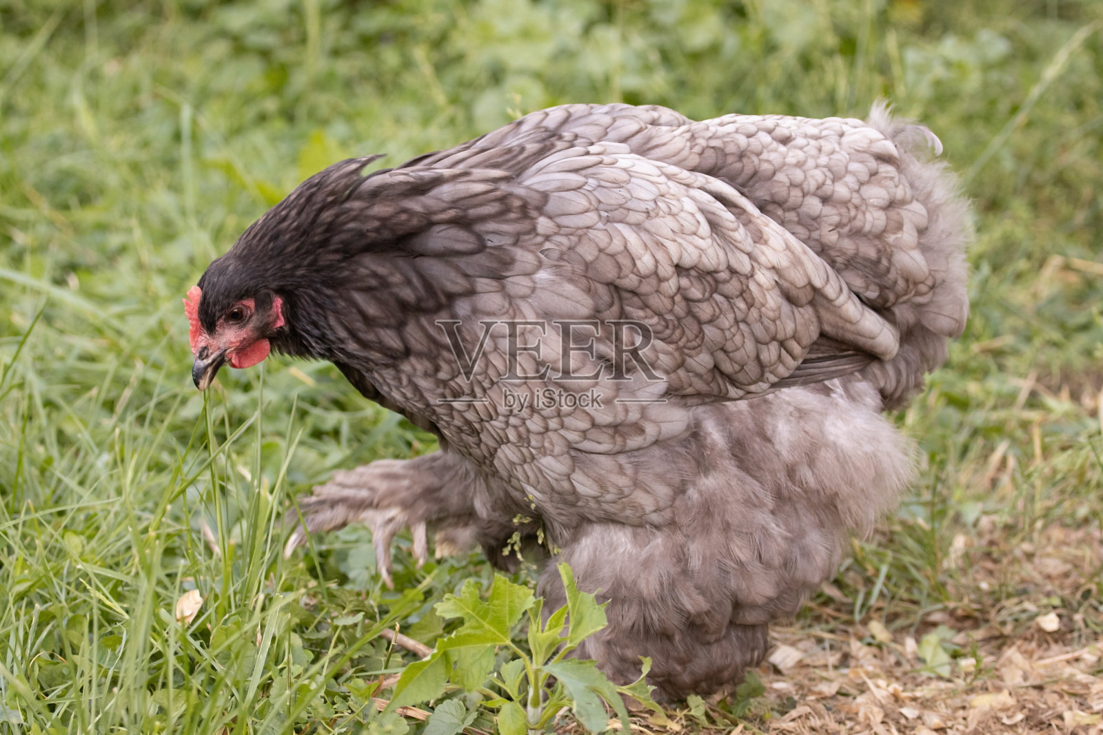 科钦母鸡照片摄影图片