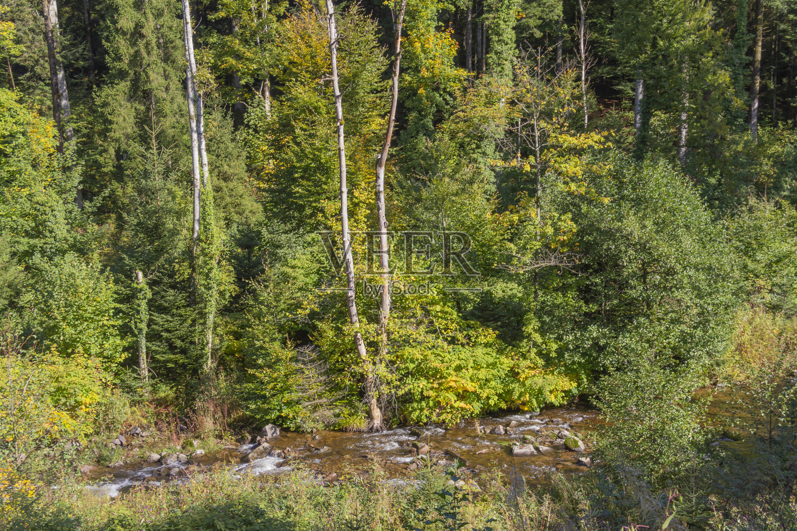 在Vologne河照片摄影图片