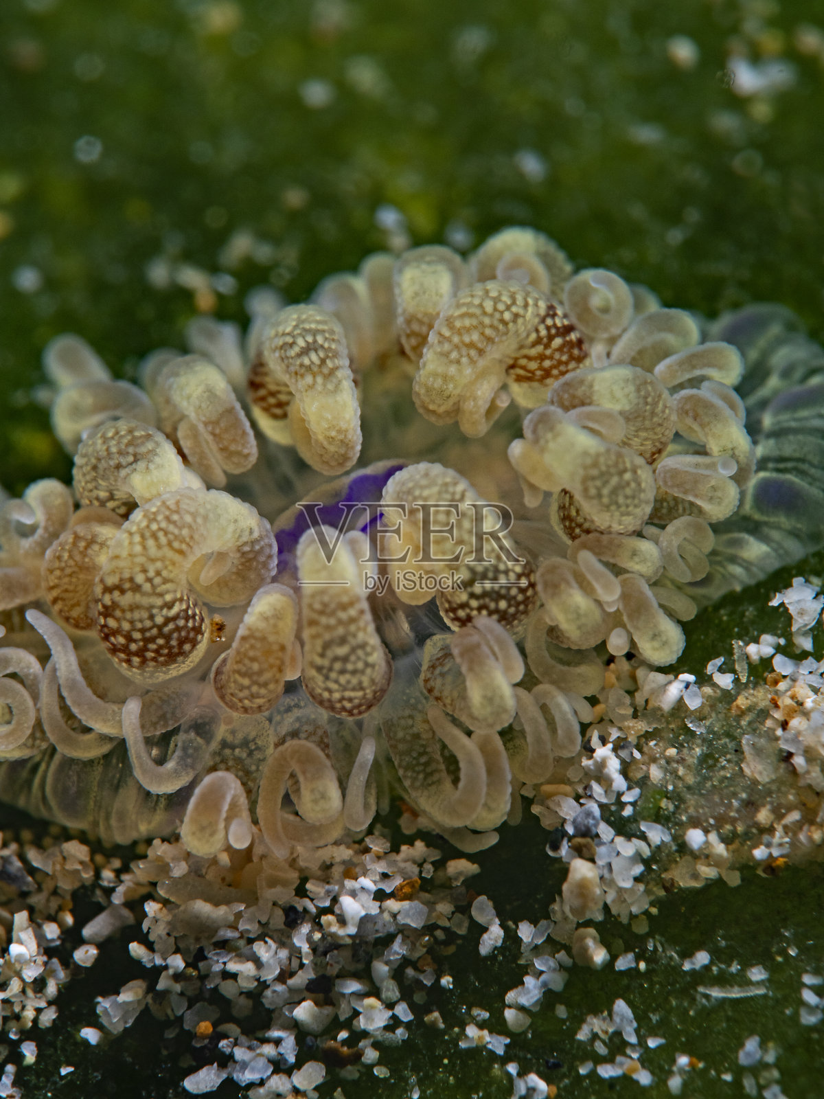 绿藻上的游泳海葵,绿藻上的游泳海葵照片摄影图片