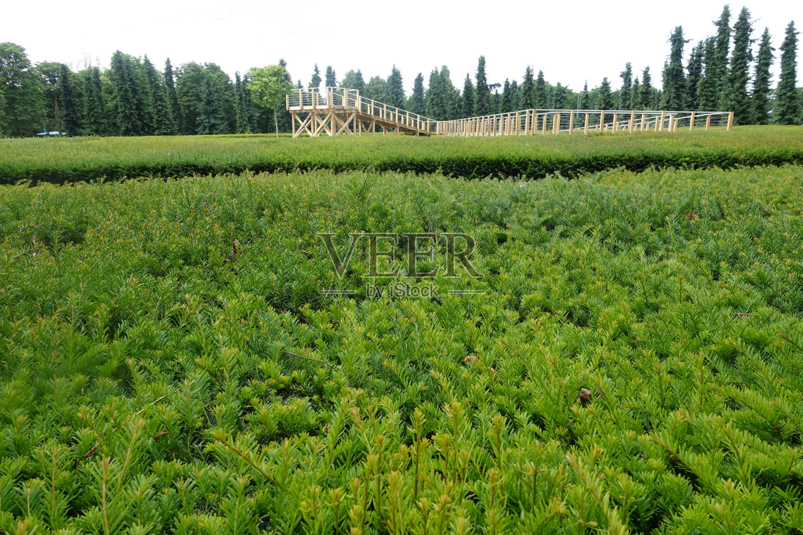 植物迷宫位于公园内Île-de-France木观景步道内常青树照片摄影图片