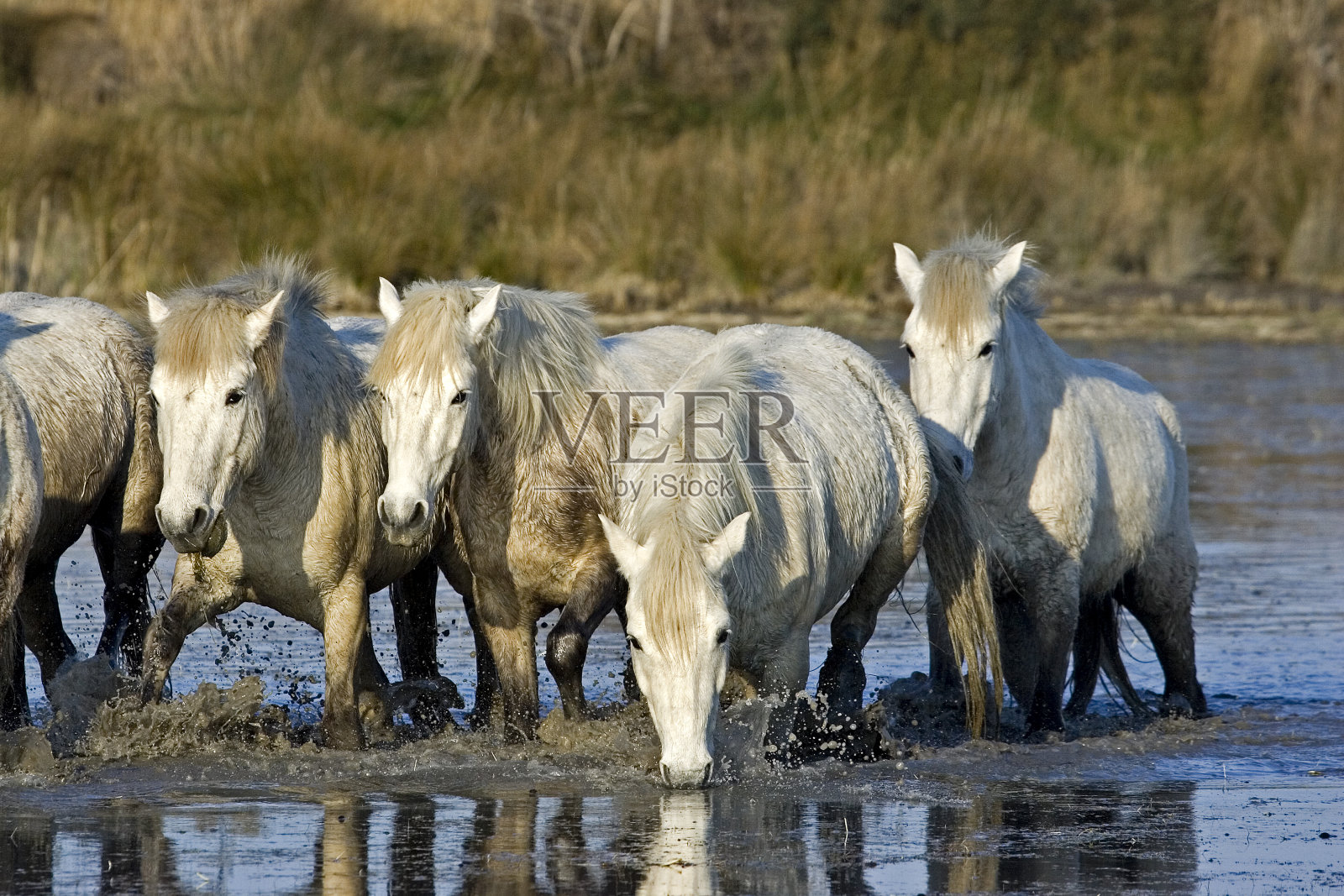 Camargue马,沼泽牛群,圣玛丽德拉梅尔在法国南部照片摄影图片