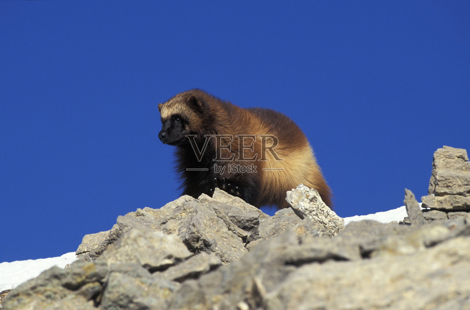 北美金刚狼,成年站在岩石上,加拿大照片摄影图片